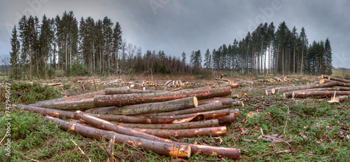 What remains of the forest after the storm. The picture shows the consequences of climate change, a deforested area with numerous sawn-off tree trunks. A depressing sight of environmental destruction.