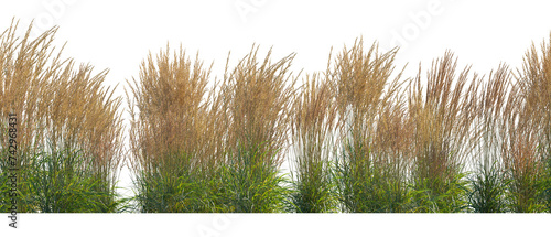 Calamagrostis acutiflora (Karl Foerster) grass field set isolated frontal png on a transparent background perfectly cutout high resolution