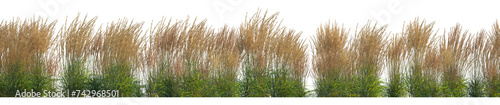 Calamagrostis acutiflora (Karl Foerster) grass field set isolated frontal png on a transparent background perfectly cutout high resolution