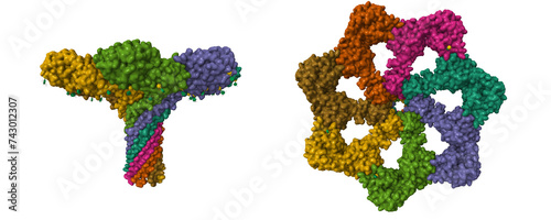 Structure of pore-forming CEL-III. 3D cartoon and Gaussian surface models in perpendicular projections. PDB 3w9t, chain id color scheme