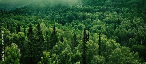 view of a dense green forest top view