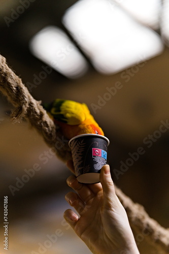 Papuga nimfa siedząca na grzędzie w papugarni wkładająca głowę do kubeczka z karmą