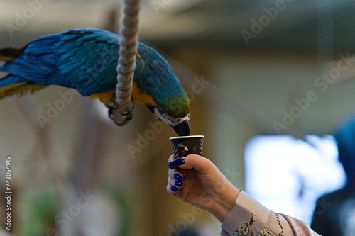 Papuga ara sięgająca dziobem po papierowy kubeczek z karmą oferowany jej przez człowieka w papugarni