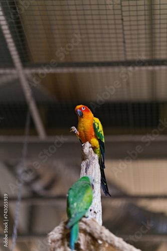 Papuga nimfa siedząca na szczycie gałęzi w papugarni, niżej zielona papuga