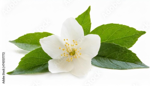 jasmine flowers isolated on white background without shadow