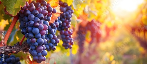 A cluster of ripe purple grapes hang from a vine in a vineyard during harvest time. The grapes are plump and juicy, ready to be picked.