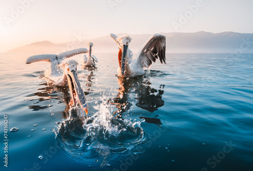Dalmatian pelicans fishing in the water 