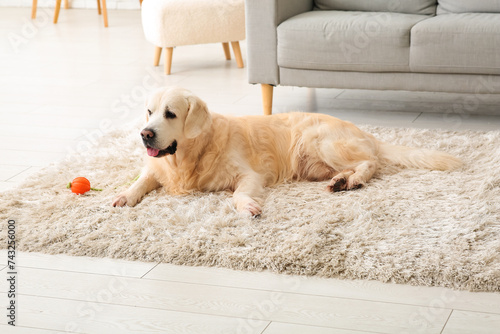 Cute Labrador dog with toy lying on fluffy carpet at home