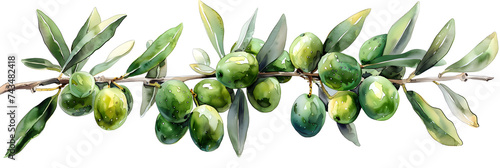 Olives , olive branch, olive tree ,watercolor illustration, Watercolor set of olive branches, leaves and berries. Hand painted nature elements isolated on white background. Green raw organic olive na 