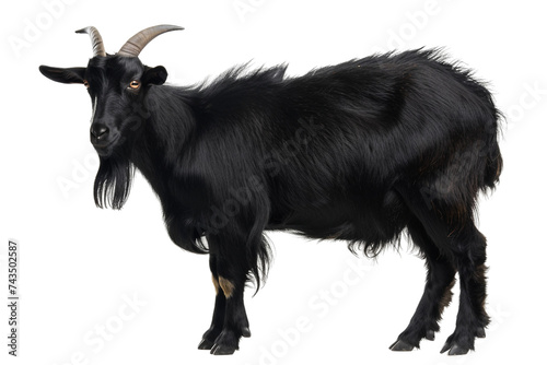 Shadowy Goat Chronicles on Transparent Background, PNG