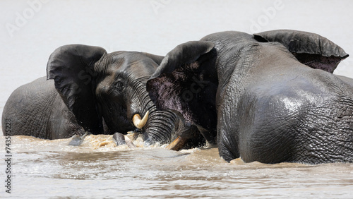 African elephant bull in the waterhole