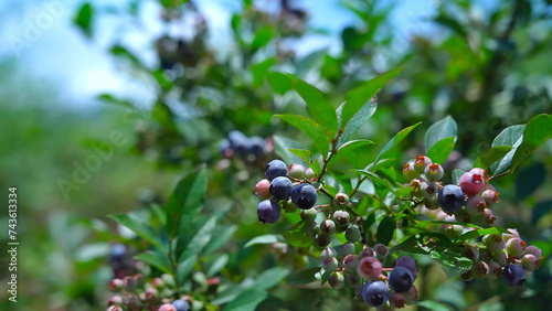 Blueberry Fruit on the Bush. Delicious blueberries hanging on a branch. Sloes on the branch