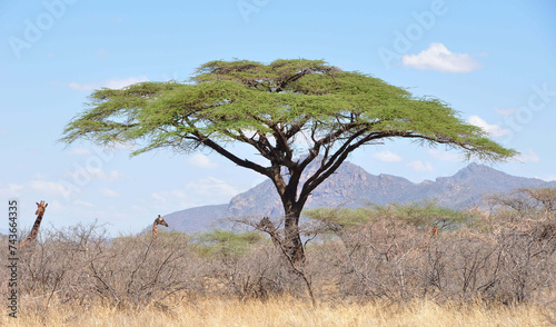 Girafs / Giraffen Shaba & Samburu Nationalpark
