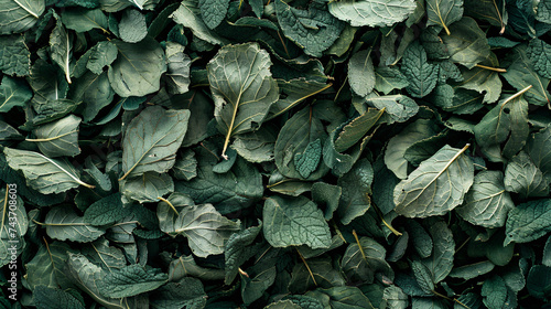 Dried Melissa Leaves or Mint. Background