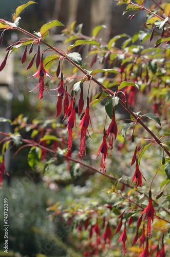 Autumn blooming hardy Fuchsia magellanica var. gracilis