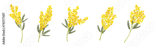 Mimosa with Yellow Racemose Inflorescences Vector Set