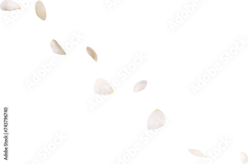 White rose petals