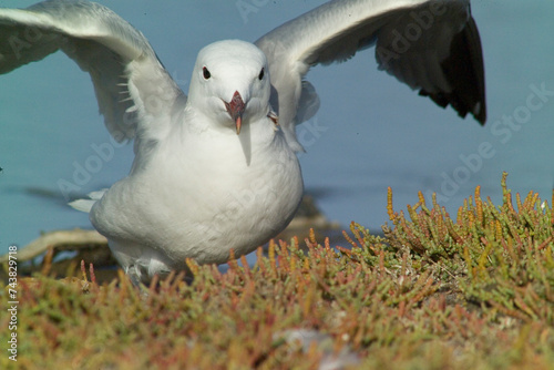 Gabbiano corso - Audouin's Gull Larus audouinii Stintino, Lagune di Casaraccio, Sassari, Sardegna, Italia...