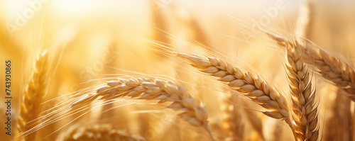 Golden wheat ears bask in the warm sunlight, symbolizing abundance and the peak of the harvest season.