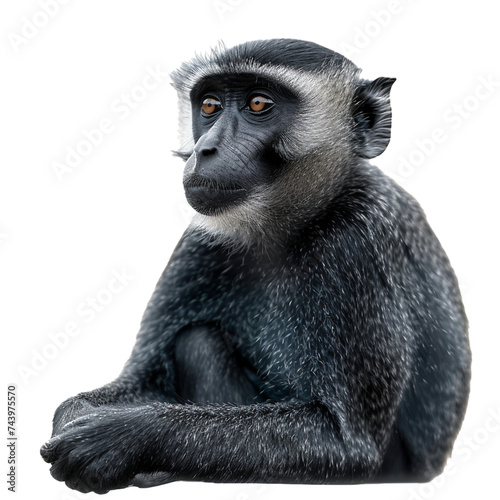A monkey facing camera on a transparent background. PNG format, This PNG file, with an isolated cutout object on a transparent background.