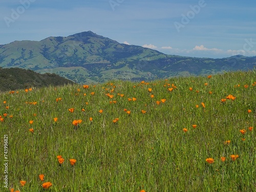 Mt Diablo and Poppy blooms near Danville, California