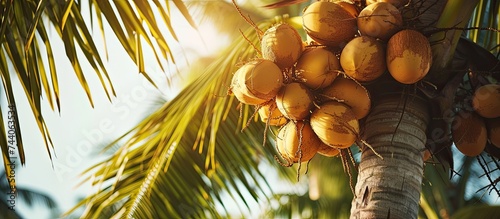 A lush tropical palm tree adorned with a bountiful bunch of coconuts hanging from its branches.
