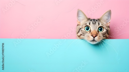 Creative animal concept. cat peeking over pastel bright background. advertisement, banner, card. copy text space. birthday party invite invitation