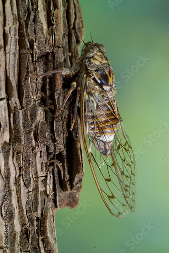 Grey cicada, Cicala, (Cicada orni). Punta Giglio, Foresta Demaniale, Parco regionale Porto Conte Capo CacciaAlghero, Sardinia. Italia