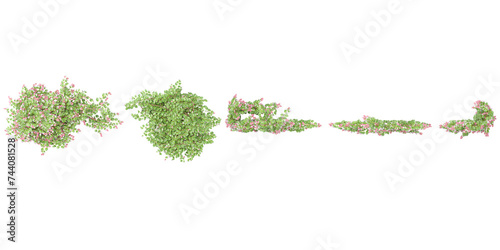 Group of Variegated-leaf hardy kiwi creeper plants, isolated on transparent background,3D render.top view