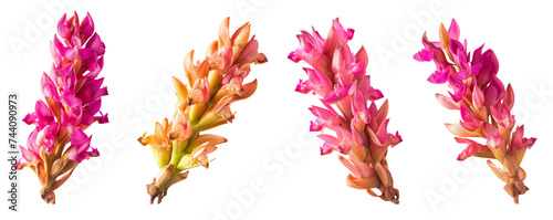 Set of exotic pink turmeric flower twigs isolated on transparent background