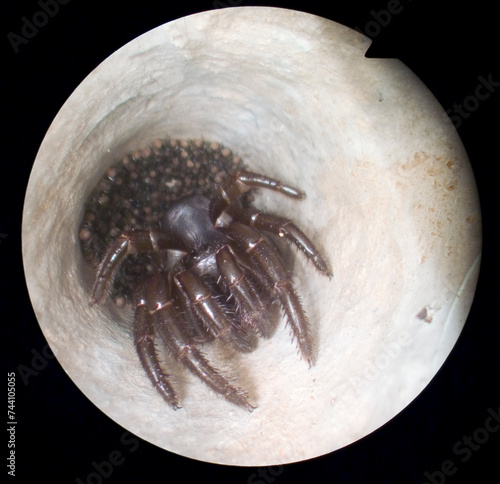 Trap door spider inside his burrow with spiderlings. Endope photography...Aggius, OT, Sardegna, Italia
