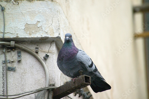 Domestic pigeon (Columba livia) nest in a street lamp . Oristano, OR, Sardinia, Italy