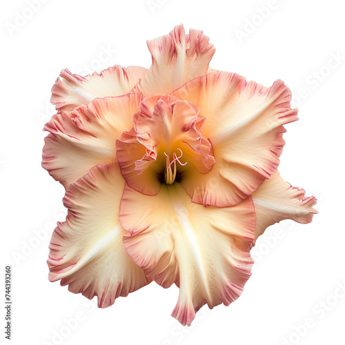 top view of a single gladiolus flower isolated on a white transparent background