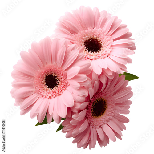 pink gerbera flowers , png file of isolated object on transparent background, png 