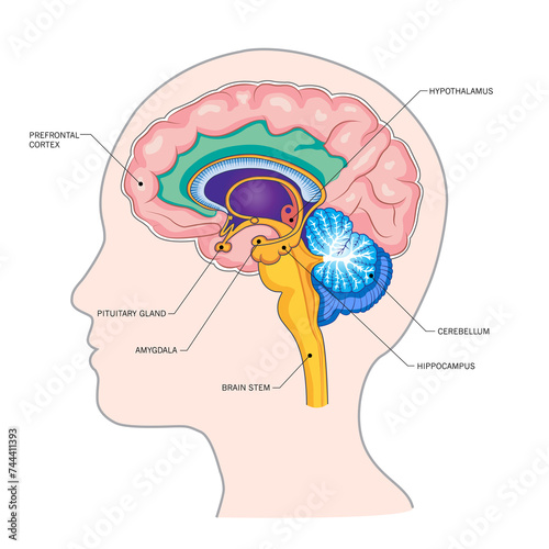 Head silhouette, important parts of the brain: hippocampus, amygdala, cortex, frontal lobe, brain.