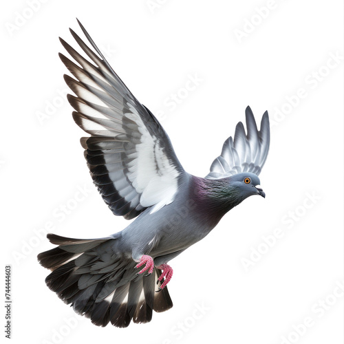 pigeon flying high resolution on transparency background PNG