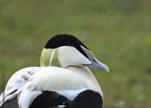 Eider duck, male