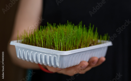 Rosnąca zielona trawa dla kota w plastikowym białym pojemniku trzymana w dłoniach 
