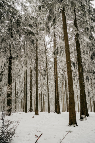 Wunderschöne Schneebedeckte Bäume im Wald