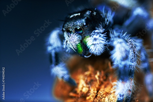 Phidippus regius jump spider, jumping spider animal arachnid group of spiders that constitute the family Salticidae Hyllus.