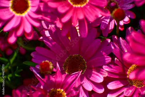 Close up of pink daisy flowers in the garden with sunlight. Pink Daisy flowers blooming Background. Nature and flower background. Flower and plant.
