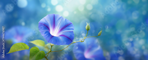 Wilec - Ipomoea, letnie niebieskie kwiaty makro. Rośliny pnące