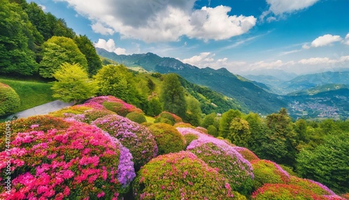 aerial view of colorful blooming rhododendron shrubs among the trees in the oasi zegna natural area and tourist attraction in the province of biella piedmont italy
