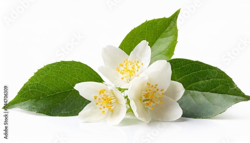 jasmine flowers with leaves isolated on white background