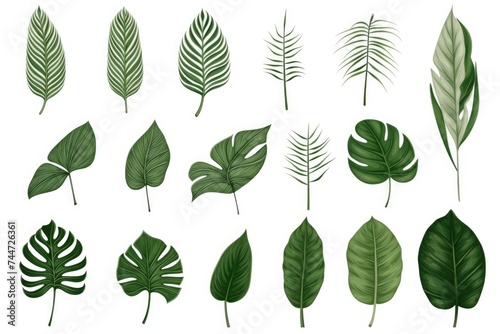 A collection of tropical leaves on a white background. Ideal for nature-themed designs