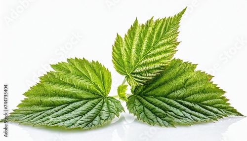 raspberry leaves isolated on white background