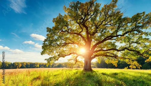 summer or autumn nature background big old oak tree against sunlight