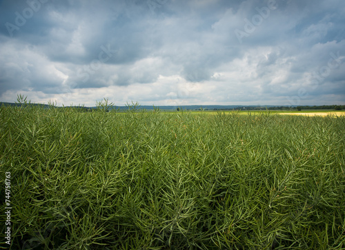 green rapeseed in pods, a panorama of the field and the sky before a thunderstorm