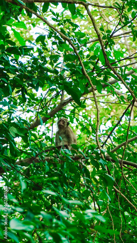 Małpa na drzewie Tajlandia, monkey