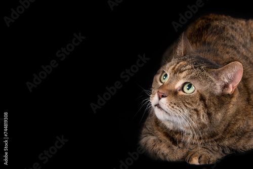 A portrait of a tabby cat captures the essence of feline grace and charm, with its distinctive striped fur and mesmerizing gaze